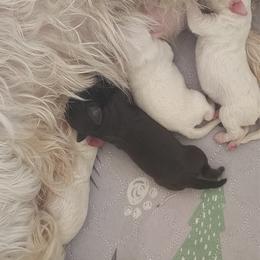 Willow - Liver male Miniature Schnauzer puppy in Temple, Texas from Schnauzers Of Taylor