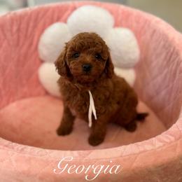 Georgia Rae - Red  female Poodle puppy in Munster, Indiana from Miranda’s Sunshine Poodles and Doodles