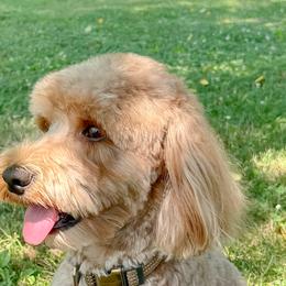 Harley - Australian Labradoodle