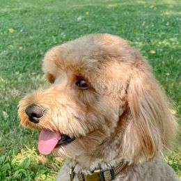 Harley - Australian Labradoodle