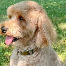 Harley - Australian Labradoodle