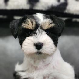 Bailey girl - Parti female Miniature Schnauzer puppy in Trinity, Alabama from C&E'S Schnauzers