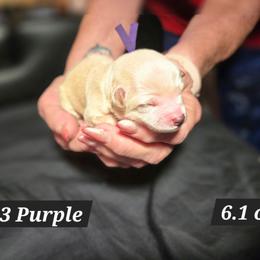 3 Purple - Apricot female Maltipoo puppy in Sahuarita, Arizona from Cowgirl's Legacy Maltipoos