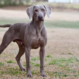 Long Haired Weimaraners and Weimaraners from Heavy Hollow Farm