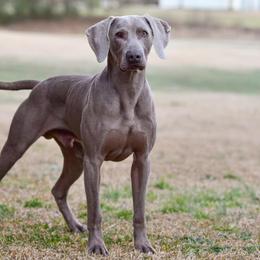Long Haired Weimaraners and Weimaraners from Heavy Hollow Farm
