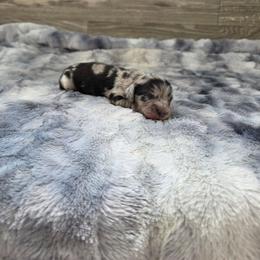 Dasher - Dapple male Dachshund puppy in Indianapolis, Indiana from Homegrown Hoosier Kennels