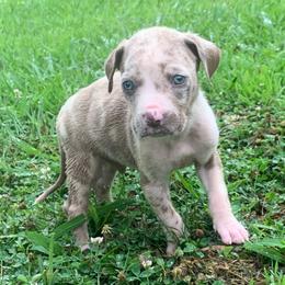 Peach collar male - Blue merle male Catahoula Leopard Dog puppy in Gadsden, Alabama from Rich Cat’s