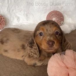 Dachshund and Miniature Schnauzer Puppies from The Bossy Doxie Farm
