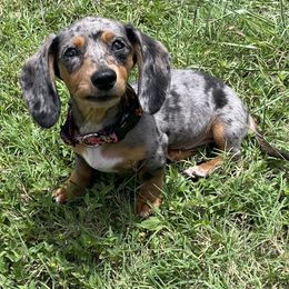 Dachshunds from Prickly Arrow Pups