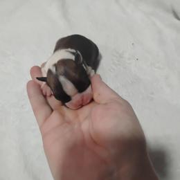 Female 2 - Seal and white female Boston Terrier puppy in Catawba, North Carolina from Lil Wiggles Boston Terriers
