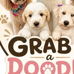 Labradoodles and Shorkies from Grab-A-Doodle