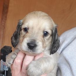 Dachshund Puppies from Pure Joy Dachshunds