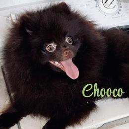 Chooco - Pomeranian