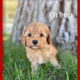 Cavapoo Puppies from Preston’s cavapoos
