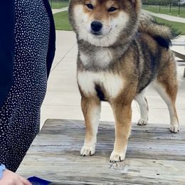 Prada - Shiba Inu