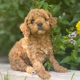 Red Boy - Red and white male Cockapoo puppy in Rigby, Idaho from Elkington Family Farms LLC