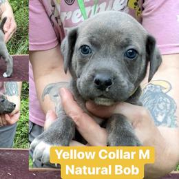 Yellow Collar M - Blue male Mountain Cur puppy in Georgetown, Ohio from Walnut Ridge Mountain Curs