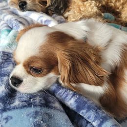 Coco - Cavalier King Charles Spaniel