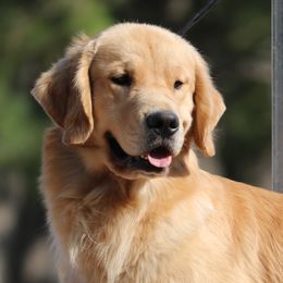 Eclipse - Golden Retriever