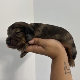 Pumpernickel (red dapple) - Dapple male Dachshund puppy in Mc Donough, Georgia from L & J Kennel