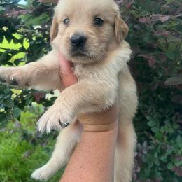 Black collar - Golden male Golden Retriever puppy in Jesup, Georgia from Painted Platinum Retrievers (Painted Platinum Kennel) PPK