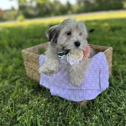 Havanese Puppies from Home with Havanese