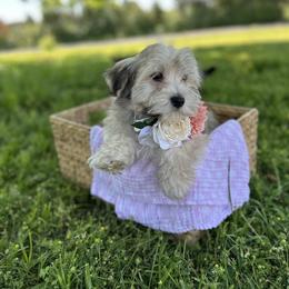 Havanese Puppies from Home with Havanese