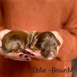 Dollar - Chocolate male Australian Labradoodle puppy in Morgan Hill, California from Loving Labradoodle