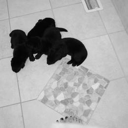 Boy 4 - Black male Newfoundland puppy in Ellendale Forge, Pennsylvania from Opening Heavens Doors Newfoundlands