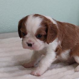 Johnny - Blenheim male Cavalier King Charles Spaniel puppy in Leonard, Texas from Rising Star Kennels