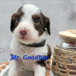 Mr. Goodbar - Brown and white male Aussiedoodle puppy in Boonville, North Carolina from Branch Creek kennels