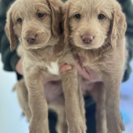 Labradoodle Puppies from Doodles By Draa