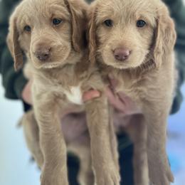 Labradoodle Puppies from Doodles By Draa