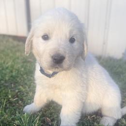 Ivy - Light golden female Golden Retriever puppy in Marshfield, Missouri from Charm Puppies