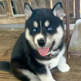 Siberian Husky Puppies from TRUHUSKY SIBERIANS
