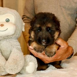 Brown collar - Black and red male German Shepherd puppy in Stockton, California from Zaragoza German Shepherds