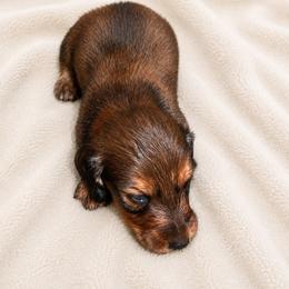 Lightning - Red male Dachshund puppy in Indiantown, Florida from Turquoise River Minature Dachshunds