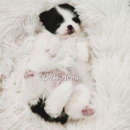 Penny - Black parti female Pomeranian puppy in Ponca City, Oklahoma from Bliss Acres Farm