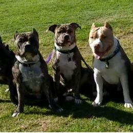 American Staffordshire Terriers from Ali-Aj