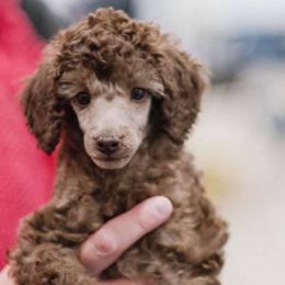 Chihuahuas and Poodles from Acina