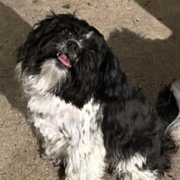 Oreo - Shih Tzu