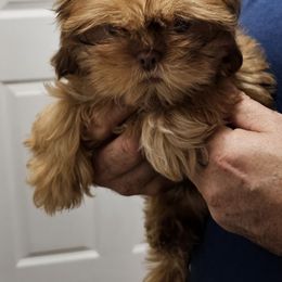 Fiona - Liver and white Shih Tzu puppy in Middleburg, Florida from Furby Shih Tzu Family & Friends