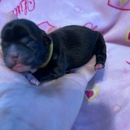 Yellow collar- Stella - Black and white female Shorkie puppy in Mays Landing, New Jersey from Fancy Paws Shorkies & Shih Tzus
