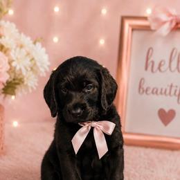 Oakley - Black female Labradoodle puppy in Washington, Pennsylvania from Patriotic Poodles