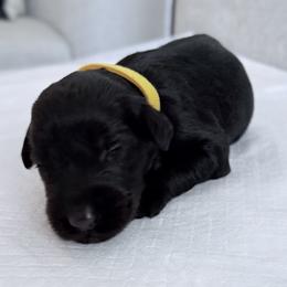 Lady Yellow - Black female Giant Schnauzer puppy in Wildomar, California from My Angel Schnauzers