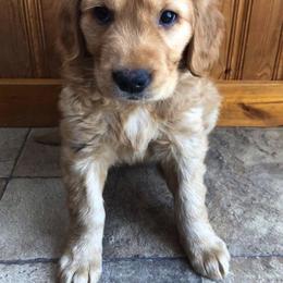 Golden Retriever Puppies from Bella Mia Goldens