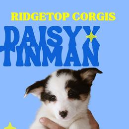 Naomi - Black and tan female Pembroke Welsh Corgi puppy in South Otselic, New York from Ridge Top Corgis