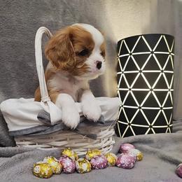 Cavalier King Charles Spaniel Puppies from London Fog Cavaliers