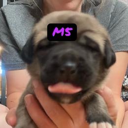Male 5 - Fawn male Anatolian Shepherd Dog puppy in Daggett, Michigan from T&S Anatolians