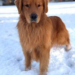 Golden Retriever Puppies from Sound Golden Retrievers